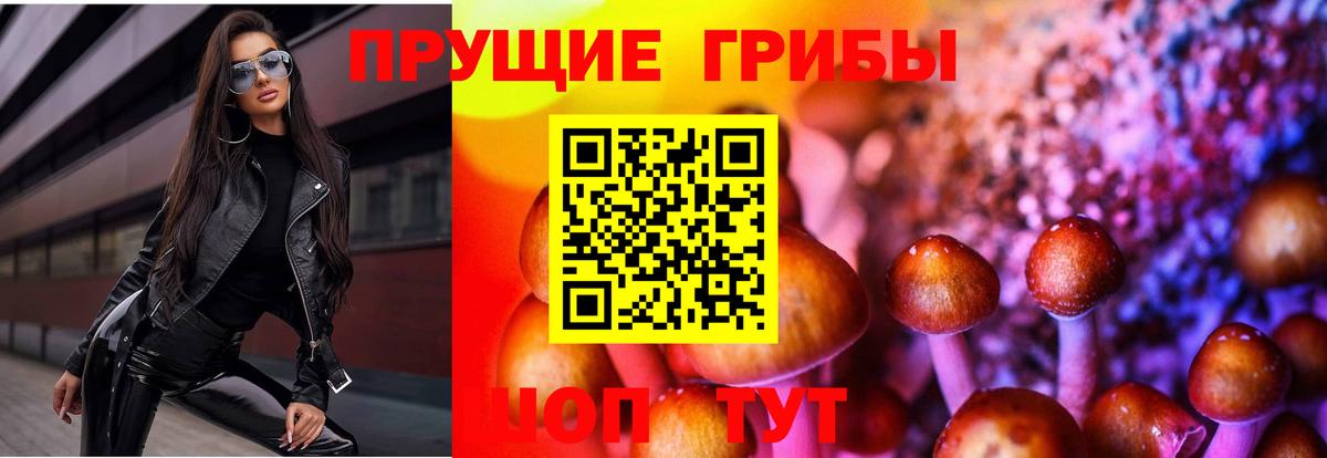 Галлюциногенные грибы Psilocybine cubensis Североуральск